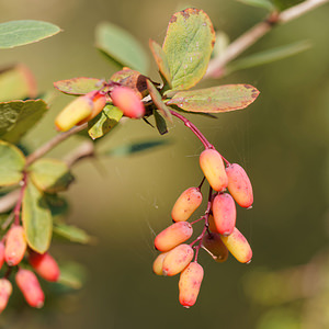 Berberis vulgaris (Berberidaceae)  - Épine-vinette commune, Épine-vinette, Vinettier commun, Berbéris commun - Barberry Marne [France] 16/08/2014 - 240m