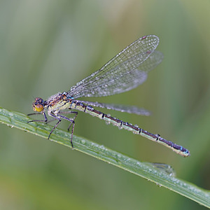 Coenagrion puella (Coenagrionidae)  - Agrion jouvencelle - Azure Damselfly  [France] 16/08/2014 - 180m