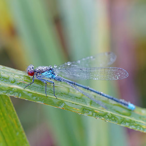 Erythromma najas (Coenagrionidae)  - Naïade aux yeux rouges - Red-eyed Damselfly  [France] 16/08/2014 - 170m