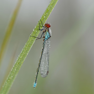 Erythromma najas (Coenagrionidae)  - Naïade aux yeux rouges - Red-eyed Damselfly  [France] 16/08/2014 - 170m