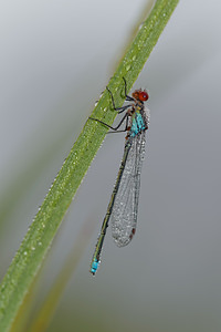 Erythromma najas Naïade aux yeux rouges Red-eyed Damselfly