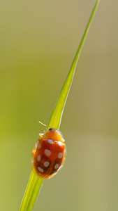 Halyzia sedecimguttata (Coccinellidae)  - Grande coccinelle orange - 16-spot Ladybird [Halyzia sedecimguttata] Marne [France] 16/08/2014 - 190m