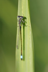 Ischnura elegans (Coenagrionidae)  - Agrion élégant - Blue-tailed Damselfly Marne [France] 16/08/2014 - 190m