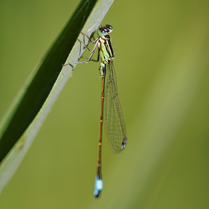 Ischnura elegans (Coenagrionidae)  - Agrion élégant - Blue-tailed Damselfly Marne [France] 16/08/2014 - 190m