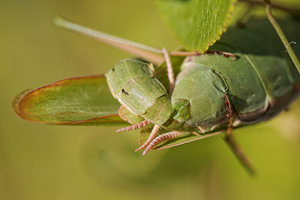 Mantis religiosa (Mantidae)  - Mante religieuse - Praying Mantis  [France] 16/08/2014 - 230m