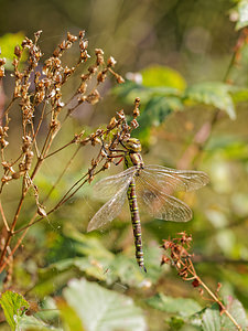 Aeshna cyanea (Aeshnidae)  - aeschne bleue - Southern Hawker Philippeville [Belgique] 28/09/2014 - 180m