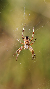 Araneus diadematus (Araneidae)  - Épeire diadème - Garden Spider Gironde [France] 02/09/2014 - 20m