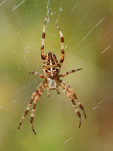 Araneus diadematus (Araneidae)  - Épeire diadème - Garden Spider Gironde [France] 02/09/2014 - 20m