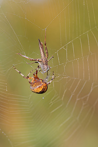 Araneus marmoreus (Araneidae)  Philippeville [Belgique] 28/09/2014 - 180m