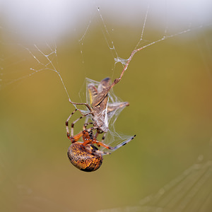 Araneus marmoreus (Araneidae)  Philippeville [Belgique] 28/09/2014 - 180m
