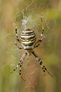 Argiope bruennichi (Araneidae)  - Épeire frelon - Wasp Spider Nord [France] 12/09/2014 - 40m