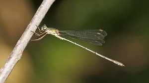 Chalcolestes viridis (Lestidae)  - Leste vert - Green Emerald Damselfly Gironde [France] 02/09/2014 - 20m