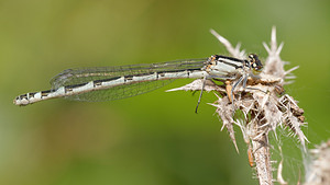 Enallagma cyathigerum (Coenagrionidae)  - Agrion porte-coupe - Common Blue Damselfly Nord [France] 12/09/2014 - 40m