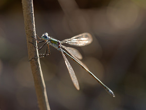 Lestes dryas (Lestidae)  - Leste des bois, Leste dryade - Scarce Emerald Damselfly Gironde [France] 02/09/2014 - 20m