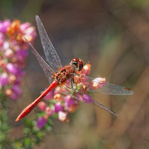 Sympetrum sanguineum (Libellulidae)  - Sympétrum sanguin, Sympétrum rouge sang - Ruddy Darter Gironde [France] 02/09/2014 - 20m