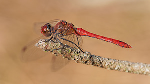 Sympetrum sanguineum (Libellulidae)  - Sympétrum sanguin, Sympétrum rouge sang - Ruddy Darter Gironde [France] 02/09/2014 - 20m