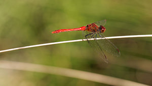 Sympetrum sanguineum (Libellulidae)  - Sympétrum sanguin, Sympétrum rouge sang - Ruddy Darter Gironde [France] 02/09/2014 - 20m