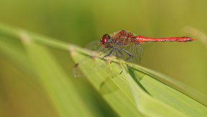 Sympetrum sanguineum (Libellulidae)  - Sympétrum sanguin, Sympétrum rouge sang - Ruddy Darter Nord [France] 16/09/2014 - 40m