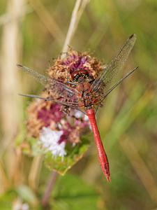 Sympetrum sanguineum (Libellulidae)  - Sympétrum sanguin, Sympétrum rouge sang - Ruddy Darter Nord [France] 09/09/2014 - 40m