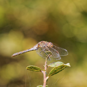 Sympetrum striolatum (Libellulidae)  - Sympétrum fascié - Common Darter Philippeville [Belgique] 28/09/2014 - 180m