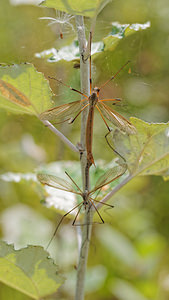 Tipula oleracea (Tipulidae)  - Tipule à bords des ailes bruns Nord [France] 09/09/2014 - 40m