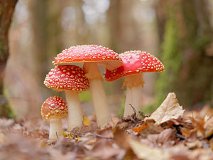 Amanita muscaria (Amanitaceae)  - Amanite tue-mouches, Fausse oronge - Fly Agaric Marne [France] 25/10/2014 - 270m