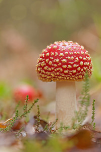 Amanita muscaria Amanite tue-mouches, Fausse oronge Fly Agaric