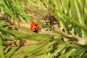 Coccinella septempunctata (Coccinellidae)  - Coccinelle à 7 points, Coccinelle, Bête à bon Dieu - Seven-spot Ladybird Ardennes [France] 23/11/2014 - 160m