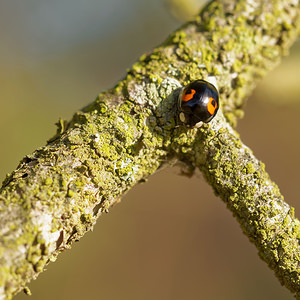 Harmonia axyridis (Coccinellidae)  - Coccinelle asiatique, Coccinelle arlequin - Harlequin ladybird, Asian ladybird, Asian ladybeetle Ardennes [France] 23/11/2014 - 160mforme conspicua