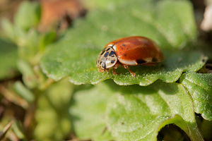 Harmonia quadripunctata Coccinelle à quatre points Four-spot Ladybird [Harmonia quadripunctata]