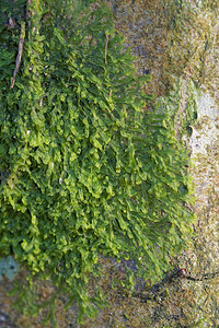 Metzgeria furcata (Metzgeriaceae)  Haute-Marne [France] 22/11/2014 - 160m