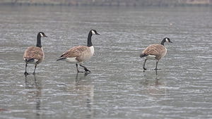 Branta canadensis (Anatidae)  - Bernache du Canada - Canada Goose Nord [France] 22/01/2015 - 20m