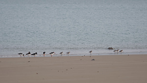 Calidris alba (Scolopacidae)  - Bécasseau sanderling - Sanderling Nord [France] 01/01/2015ici en compagnie d'huitriers (? gauche)