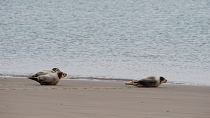 Phoca vitulina (Phocidae)  - Phoque veau-marin, Phoque commun - Common Seal Nord [France] 01/01/2015