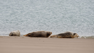 Phoca vitulina (Phocidae)  - Phoque veau-marin, Phoque commun - Common Seal Nord [France] 01/01/2015