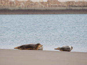 Phoca vitulina (Phocidae)  - Phoque veau-marin, Phoque commun - Common Seal Nord [France] 01/01/2015