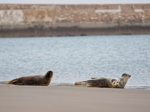 Phoca vitulina (Phocidae)  - Phoque veau-marin, Phoque commun - Common Seal Nord [France] 01/01/2015