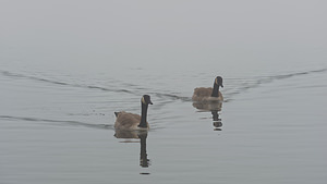 Branta canadensis (Anatidae)  - Bernache du Canada - Canada Goose Nord [France] 18/02/2015 - 20m