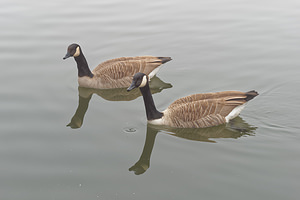 Branta canadensis (Anatidae)  - Bernache du Canada - Canada Goose Nord [France] 18/02/2015 - 20m