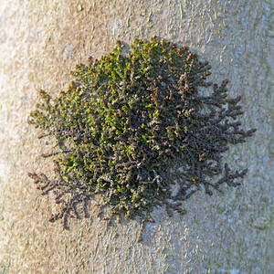 Frullania dilatata (Frullaniaceae)  - Dilated Scalewort Nord [France] 13/02/2015 - 20m
