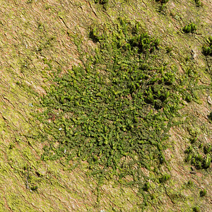 Frullania dilatata (Frullaniaceae)  - Dilated Scalewort Nord [France] 13/02/2015 - 30m