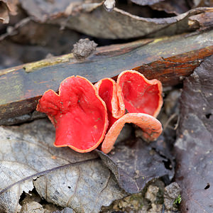 Sarcoscypha coccinea (Sarcoscyphaceae)  - Pézize écarlate - Scarlet Elfcup Nord [France] 05/02/2015 - 20m