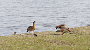 Alopochen aegyptiaca (Anatidae)  - Ouette d'Égypte, Oie d'Égypte - Egyptian Goose Nord [France] 11/03/2015 - 20m