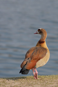 Alopochen aegyptiaca (Anatidae)  - Ouette d'Égypte, Oie d'Égypte - Egyptian Goose Nord [France] 16/03/2015 - 20m