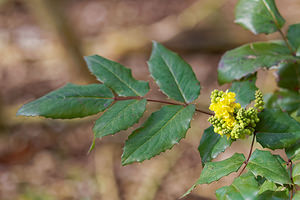 Berberis aquifolium (Berberidaceae)  - Mahonia à feuilles de houx, Mahonie à feuilles de houx, Faux houx, Épine-vinette à feuilles de houx - Oregon-grape Nord [France] 04/03/2015 - 20mOriginaire du nord ouest des ?tats-unis, naturalis? de longue date.