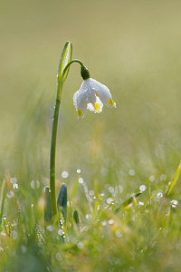 Leucojum vernum (Amaryllidaceae)  - Nivéole de printemps, Nivéole printanière - Spring Snowflake  [France] 07/03/2015 - 160m