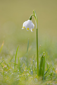 Leucojum vernum (Amaryllidaceae)  - Nivéole de printemps, Nivéole printanière - Spring Snowflake  [France] 07/03/2015 - 160m