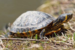 Trachemys scripta (Emydidae)  - Tortue de Floride - Red-eared Terrapin Nord [France] 16/03/2015 - 20m