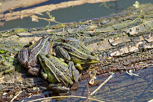 Pelophylax kl. esculentus (Ranidae)  - Grenouille verte, Grenouille commune - Edible Frog Nord [France] 07/04/2015 - 40m