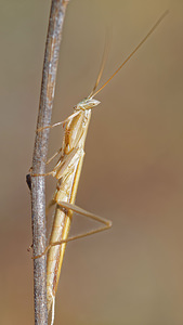 Ameles picteti (Mantidae)  Valle del Guadalhorce [Espagne] 07/05/2015 - 390m